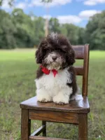F1B Titan, a male Cavapoo for sale in Mayfield, KY – 5 of 10