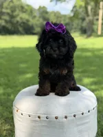 F1 Ashlyn, a female Cavapoo for sale in Mayfield, KY – 3 of 10