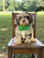 F1 Trace, a male Cavapoo for sale in Mayfield, KY – 7 of 10