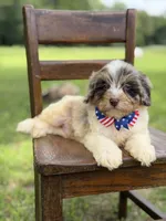 Freedom, a male Miniature Bernedoodle for sale in Mayfield, KY – 2 of 10