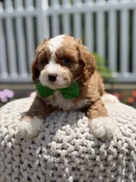 F1 Jasper, a male Cavapoo for sale in Mayfield, KY – 6 of 7