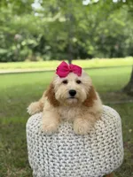 Nelly, a female Miniature Goldendoodle for sale in Mayfield, KY – 10 of 10