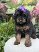 F1B Bernice , a female Bernedoodle for sale in Mayfield, KY – 5 of 10