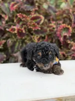 Hans, a male Miniature Bernedoodle for sale in Mayfield, KY – 2 of 6
