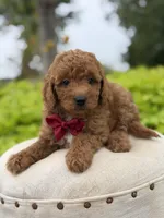 Parker , a male Miniature Goldendoodle for sale in Mayfield, KY – 3 of 10
