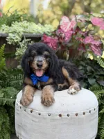F1B Braxton, a male Bernedoodle for sale in Mayfield, KY – 9 of 10