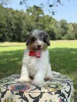 Freedom, a male Miniature Bernedoodle for sale in Mayfield, KY – 3 of 10