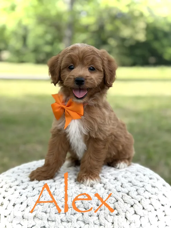 Alex – Miniature Goldendoodle puppy for sale in Mayfield, KY