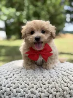 Iggy, a male Maltipoo for sale in Mayfield, KY – 6 of 10