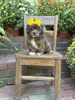 Tessa, a female Shihpoo for sale in Mayfield, KY – 8 of 10