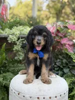 F1B Braxton, a male Bernedoodle for sale in Mayfield, KY – 4 of 10