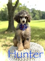 AKC Hunter, a male Poodle - Miniature  for sale in Mayfield, KY – 6 of 10