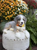 F1 Violet, a female Bernedoodle for sale in Mayfield, KY – 8 of 10