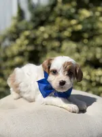 Denim, a male Cavapoo for sale in Mayfield, KY – 4 of 9