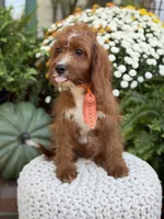 F1 Carter, a male Cavapoo for sale in Mayfield, KY – 4 of 10