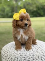 Allison, a female Miniature Goldendoodle for sale in Mayfield, KY – 2 of 10