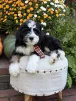 F1 Victor, a male Bernedoodle for sale in Mayfield, KY – 4 of 10