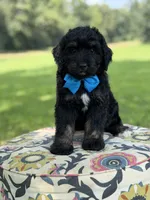 F1 Tyler, a male Bernedoodle for sale in Mayfield, KY – 5 of 9