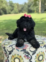 F1 Trinity, a female Bernedoodle for sale in Mayfield, KY – 5 of 10