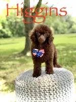 AKC Higgins, a male Poodle - Miniature  for sale in Mayfield, KY – 2 of 10