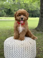 Edison, a male Cavapoo for sale in Mayfield, KY – 3 of 10