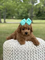 Aurora, a female Miniature Goldendoodle for sale in Mayfield, KY – 4 of 10
