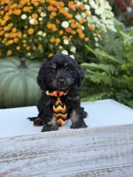 F1 Scooter, a male Cavapoo for sale in Mayfield, KY – 5 of 10