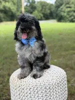 Maxwell, a male Miniature Goldendoodle for sale in Mayfield, KY – 10 of 10
