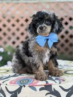 ALC Prince, a male Poodle - Toy  for sale in Mayfield, KY – 4 of 10