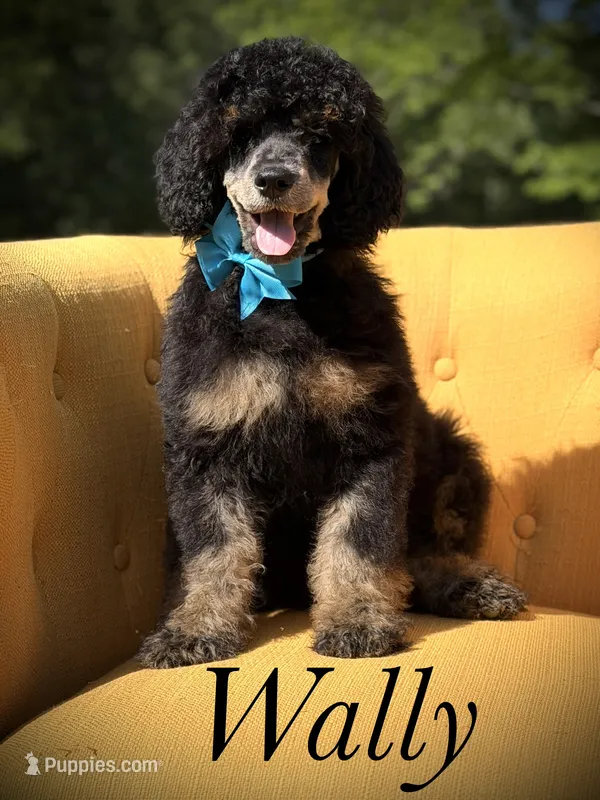 AKC Wally – Poodle - Multi-Colored Standard puppy for sale in Mayfield, KY