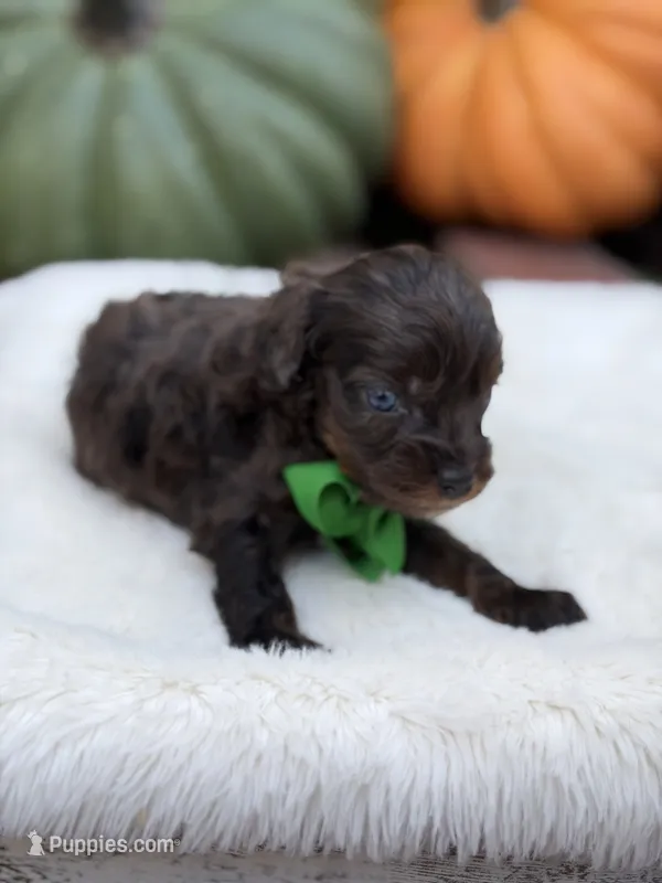 Green bow – Cavapoo puppy for sale in Mayfield, KY
