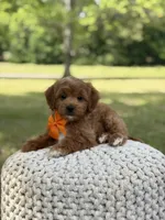 Alex, a male Miniature Goldendoodle for sale in Mayfield, KY – 9 of 10