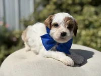 Denim, a male Cavapoo for sale in Mayfield, KY – 6 of 9