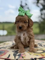 Patty, a female Miniature Goldendoodle for sale in Mayfield, KY – 4 of 6