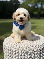Lincoln, a male Maltipoo for sale in Mayfield, KY – 7 of 10