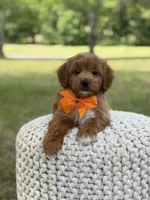 Alex, a male Miniature Goldendoodle for sale in Mayfield, KY – 7 of 10
