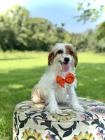Denim, a male Cavapoo for sale in Mayfield, KY – 1 of 6