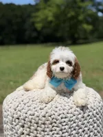 Dawson, a male Cavapoo for sale in Mayfield, KY – 10 of 10
