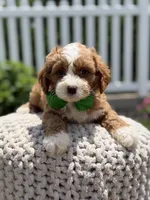 F1 Jasper, a male Cavapoo for sale in Mayfield, KY – 4 of 7