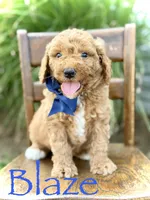 Blaze, a male Miniature Goldendoodle for sale in Mayfield, KY – 2 of 5