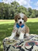 F1B Laken, a male Cavapoo for sale in Mayfield, KY – 6 of 10