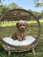 Betsie, a female Miniature Goldendoodle for sale in Mayfield, KY – 7 of 8
