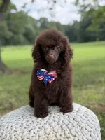 AKC Higgins, a male Poodle - Miniature  for sale in Mayfield, KY – 10 of 10