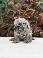 Hollis , a male Miniature Bernedoodle for sale in Mayfield, KY – 4 of 10