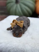 Gold bow, a female Miniature Bernedoodle for sale in Mayfield, KY – 7 of 10