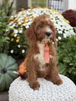 F1 Carter, a male Cavapoo for sale in Mayfield, KY – 6 of 10