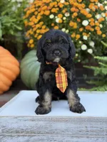 F1 Scout, a male Cavapoo for sale in Mayfield, KY – 2 of 10