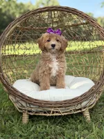 Barbie, a female Miniature Goldendoodle for sale in Mayfield, KY – 4 of 10