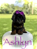 F1 Ashlyn, a female Cavapoo for sale in Mayfield, KY – 1 of 10