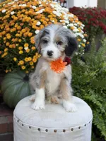 F1 Vanessa, a female Bernedoodle for sale in Mayfield, KY – 4 of 10